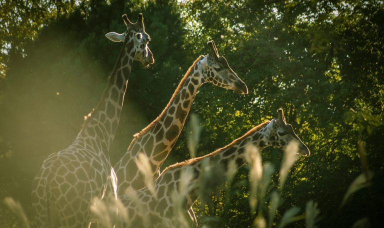 Drei Giraffen in warmem Abendlicht – Symbol für Harmonie zwischen Natur und Wildtieren