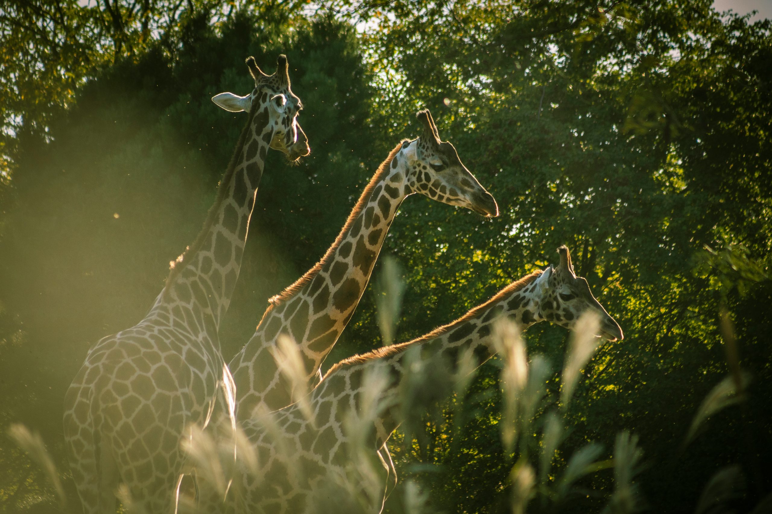 Drei Giraffen in warmem Abendlicht – Symbol für Harmonie zwischen Natur und Wildtieren