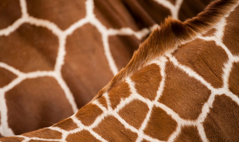 Nahaufnahme des Giraffenfells mit typischem Muster – Symbol für den Artenschutz der Namibian Wildlife Foundation (NWF)