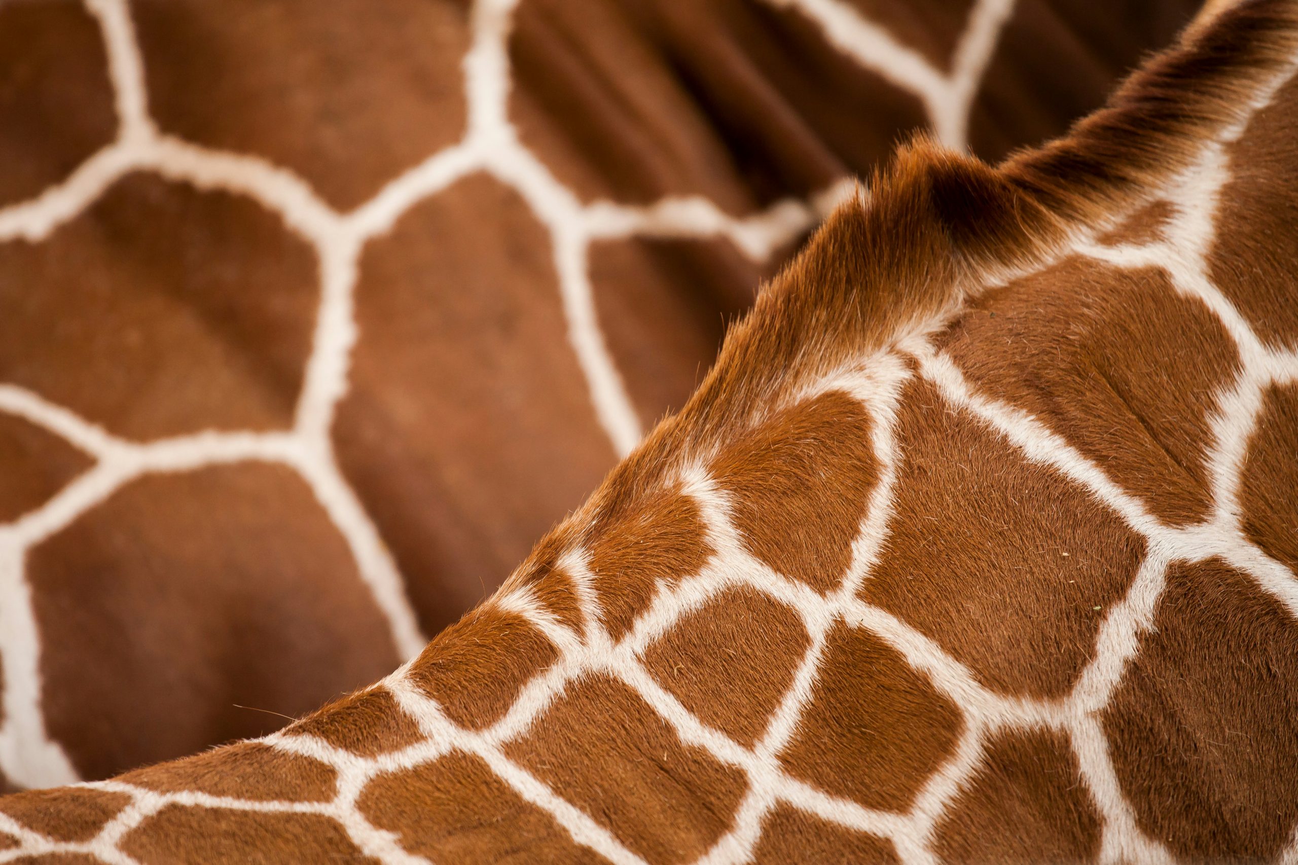 Nahaufnahme des Giraffenfells mit typischem Muster – Symbol für den Artenschutz der Namibian Wildlife Foundation