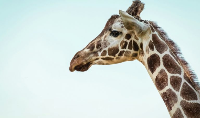 Nahaufnahme einer Giraffe mit deutlichem Fellmuster vor hellem Himmel – Symbol für Eleganz und Bedrohung zugleich