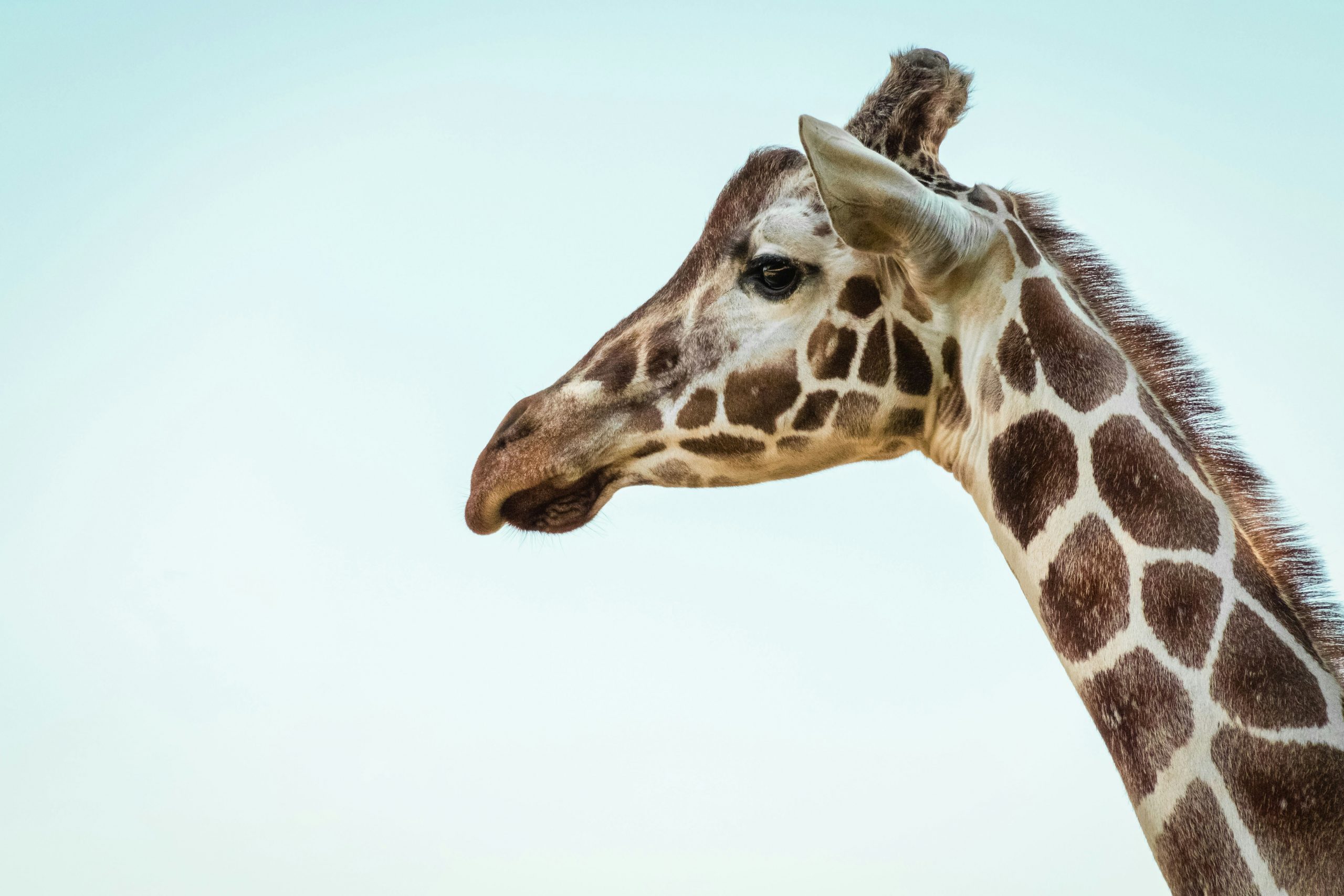 Nahaufnahme einer Giraffe mit deutlichem Fellmuster vor hellem Himmel – Symbol für Eleganz und Bedrohung zugleich