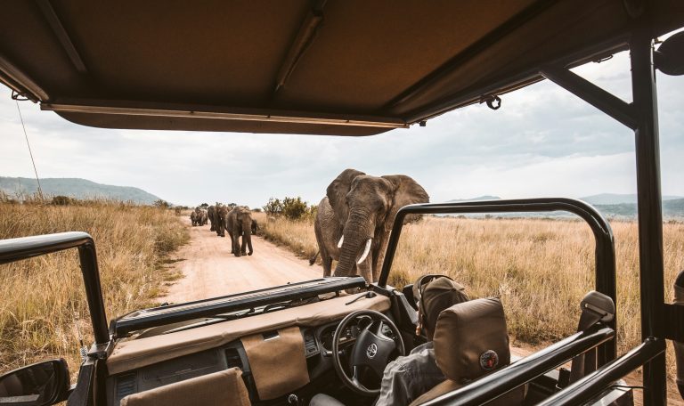 Elefantenherde auf einer Piste, aufgenommen aus einem offenen Safarifahrzeug – Symbol für respektvollen Ökotourismus