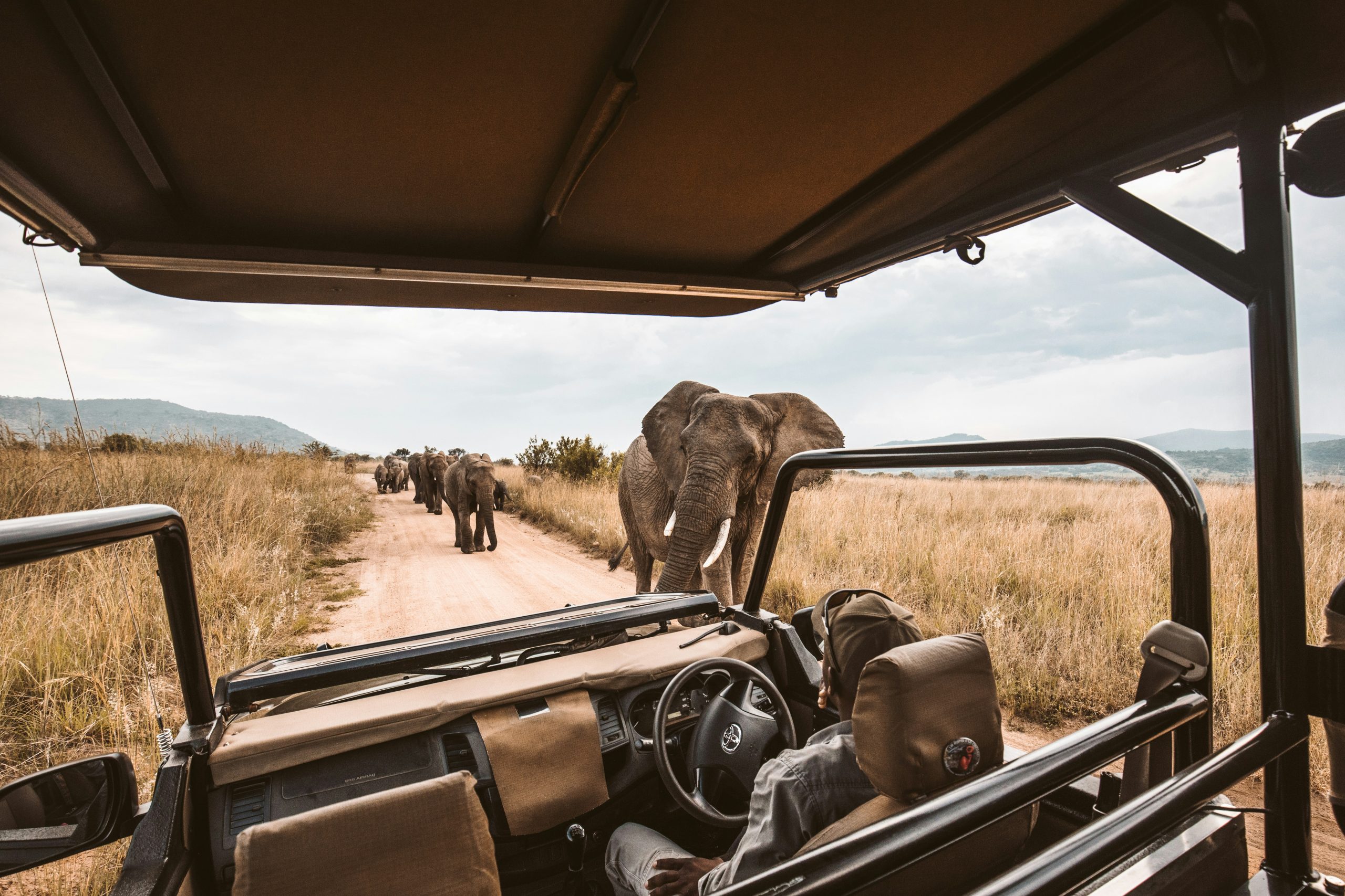 Elefantenherde auf einer Piste, aufgenommen aus einem offenen Safarifahrzeug – Symbol für respektvollen Ökotourismus