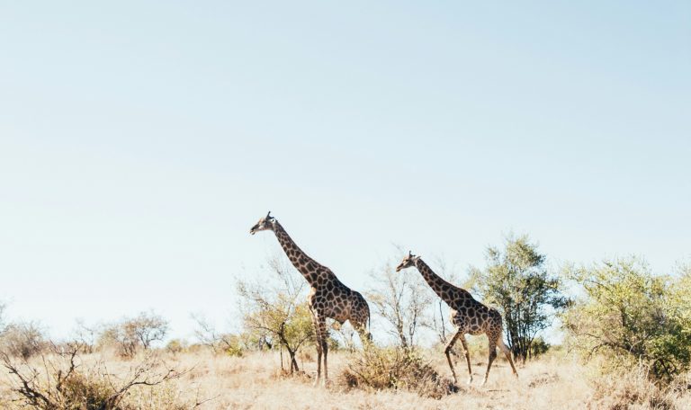 Zwei Giraffen in lichtdurchfluteter Savannenlandschaft – Symbol für Artenvielfalt und natürliche Freiheit