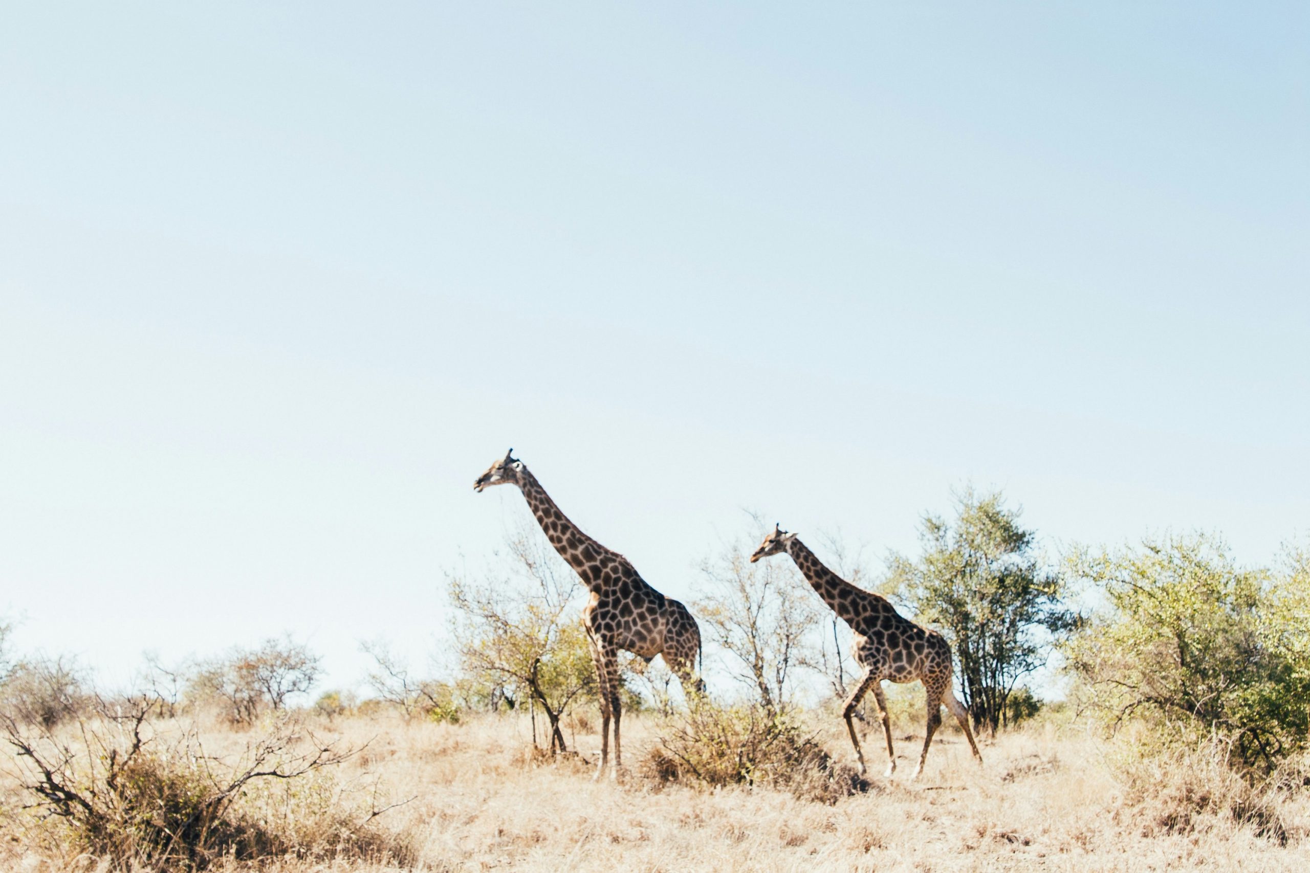 Zwei Giraffen in lichtdurchfluteter Savannenlandschaft – Symbol für Artenvielfalt und natürliche Freiheit