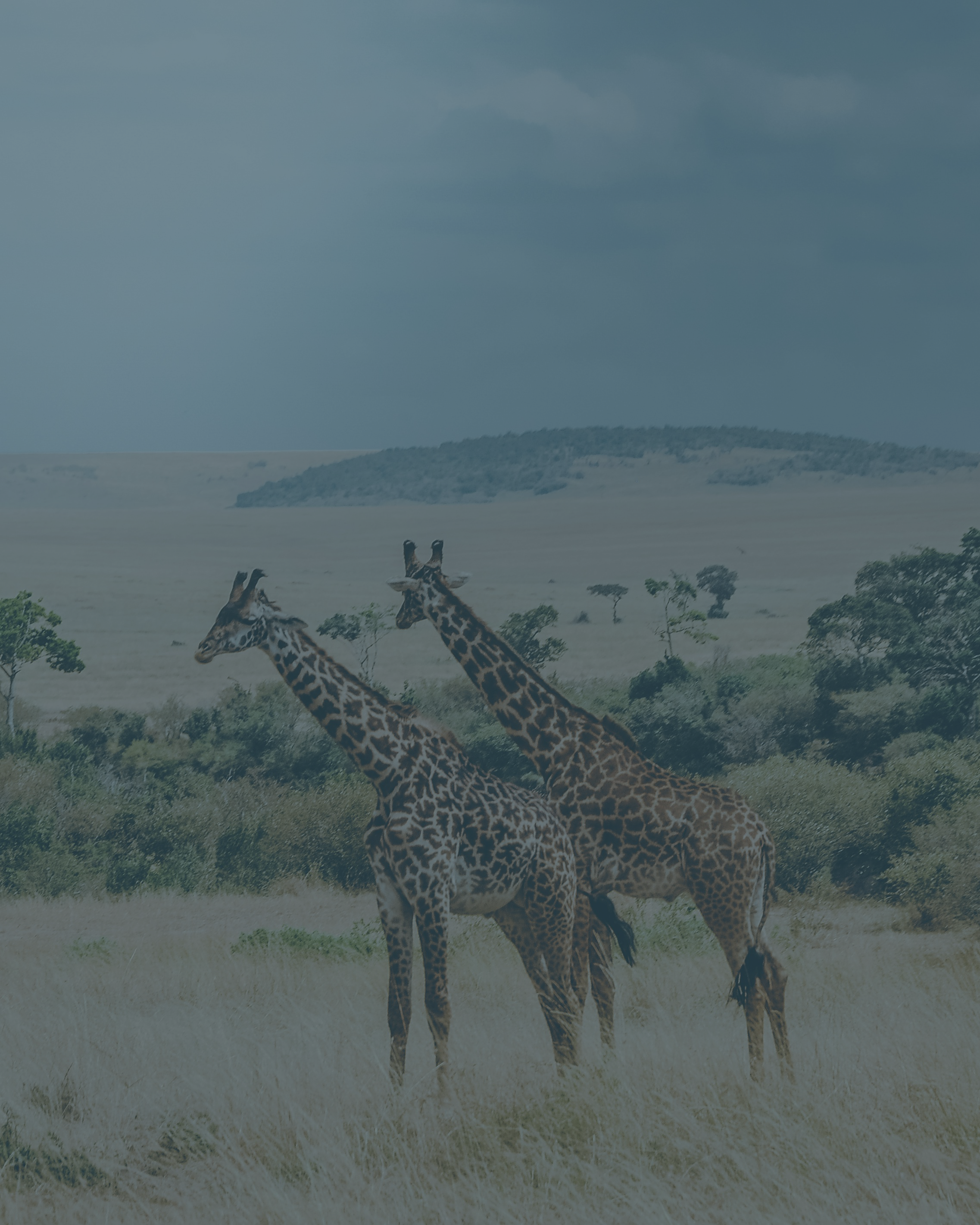 Drei Giraffen in offener Savannenlandschaft – Begrüßungsbild der Namibian Wildlife Foundation