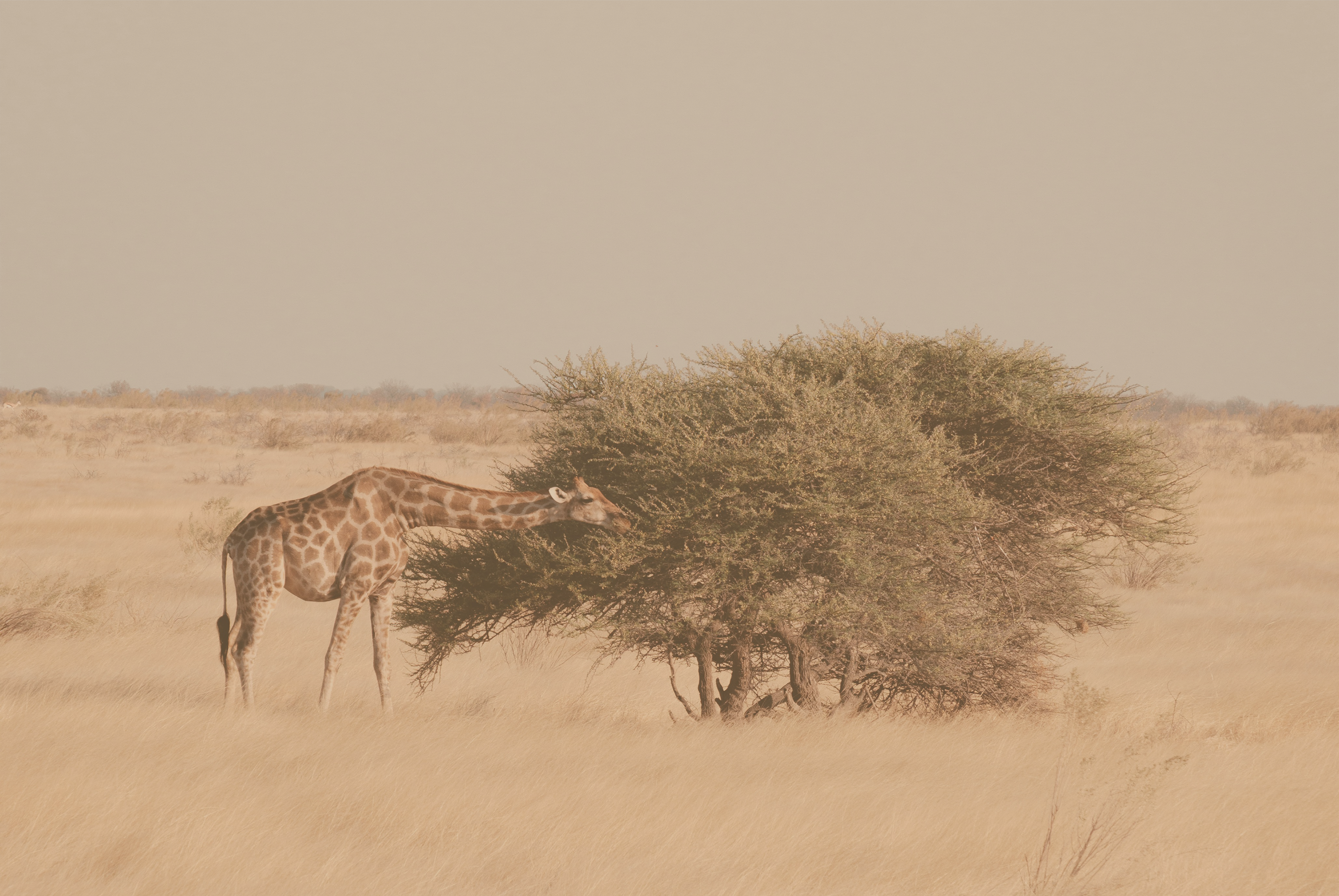 Giraffe frisst an einem Baum in trockener Savannenlandschaft – Sinnbild für nachhaltige Wildtierreservate