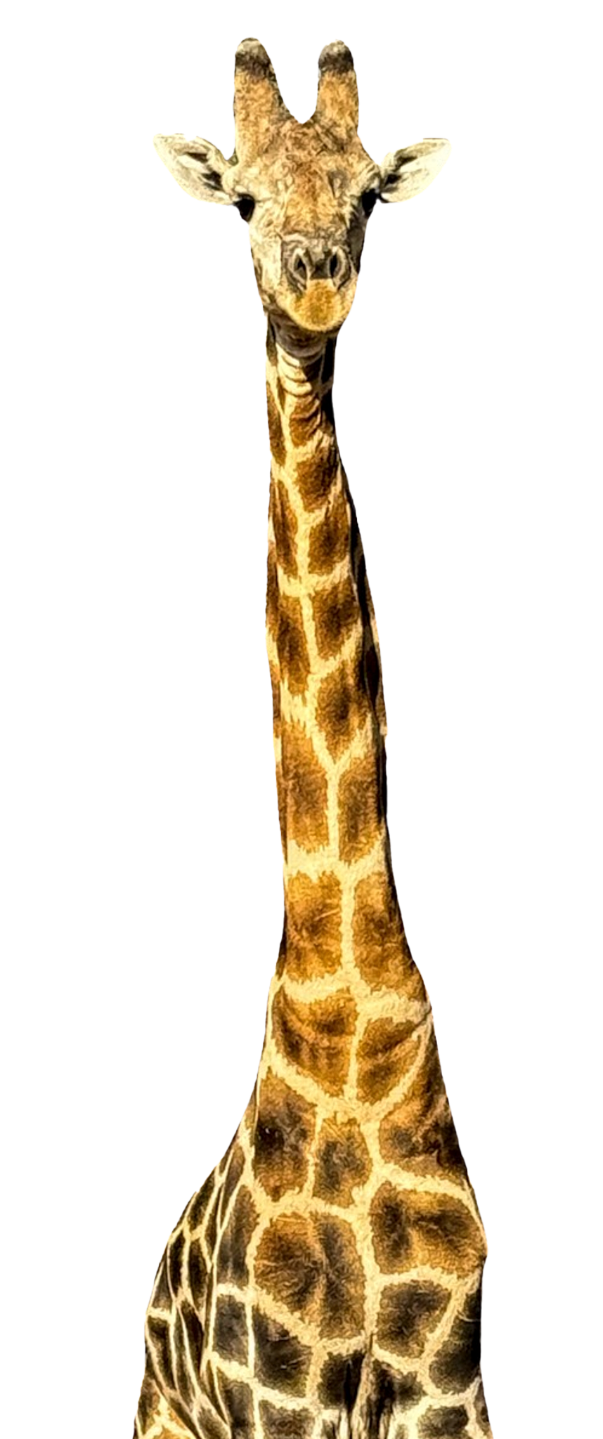 Freigestellte Giraffe in Frontalansicht – Symboltier der Namibian Wildlife Foundation