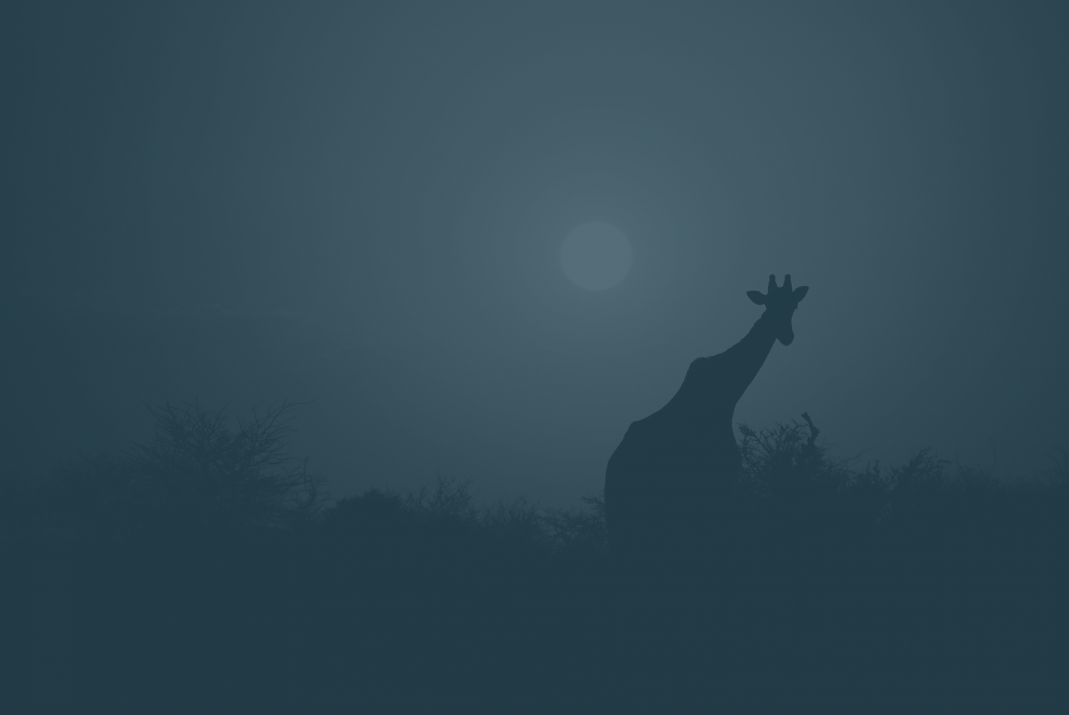 Giraffe bei Nacht im Gegenlicht des Mondes – Symbol für den ganzheitlichen Ansatz im Naturschutz
