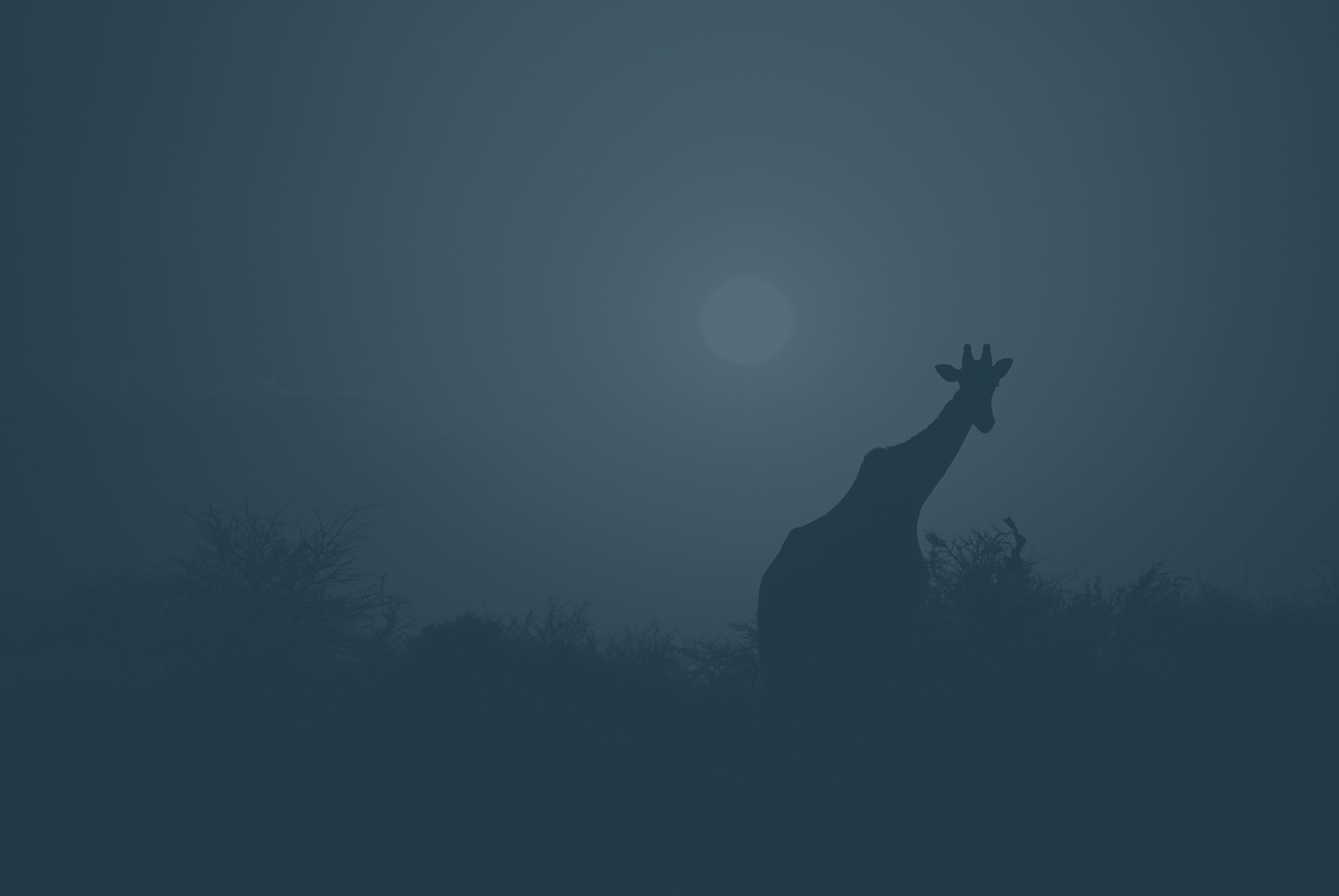 Giraffe bei Nacht im Gegenlicht des Mondes – Symbol für den ganzheitlichen Ansatz im Naturschutz