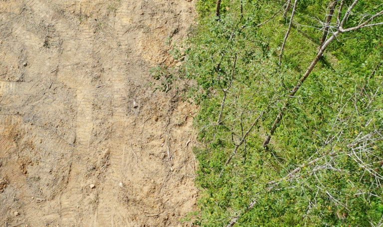 Luftaufnahme zeigt drastischen Übergang zwischen abgeholztem Boden und lebendigem Wald – Symbol für Entwaldung und Klimakrise