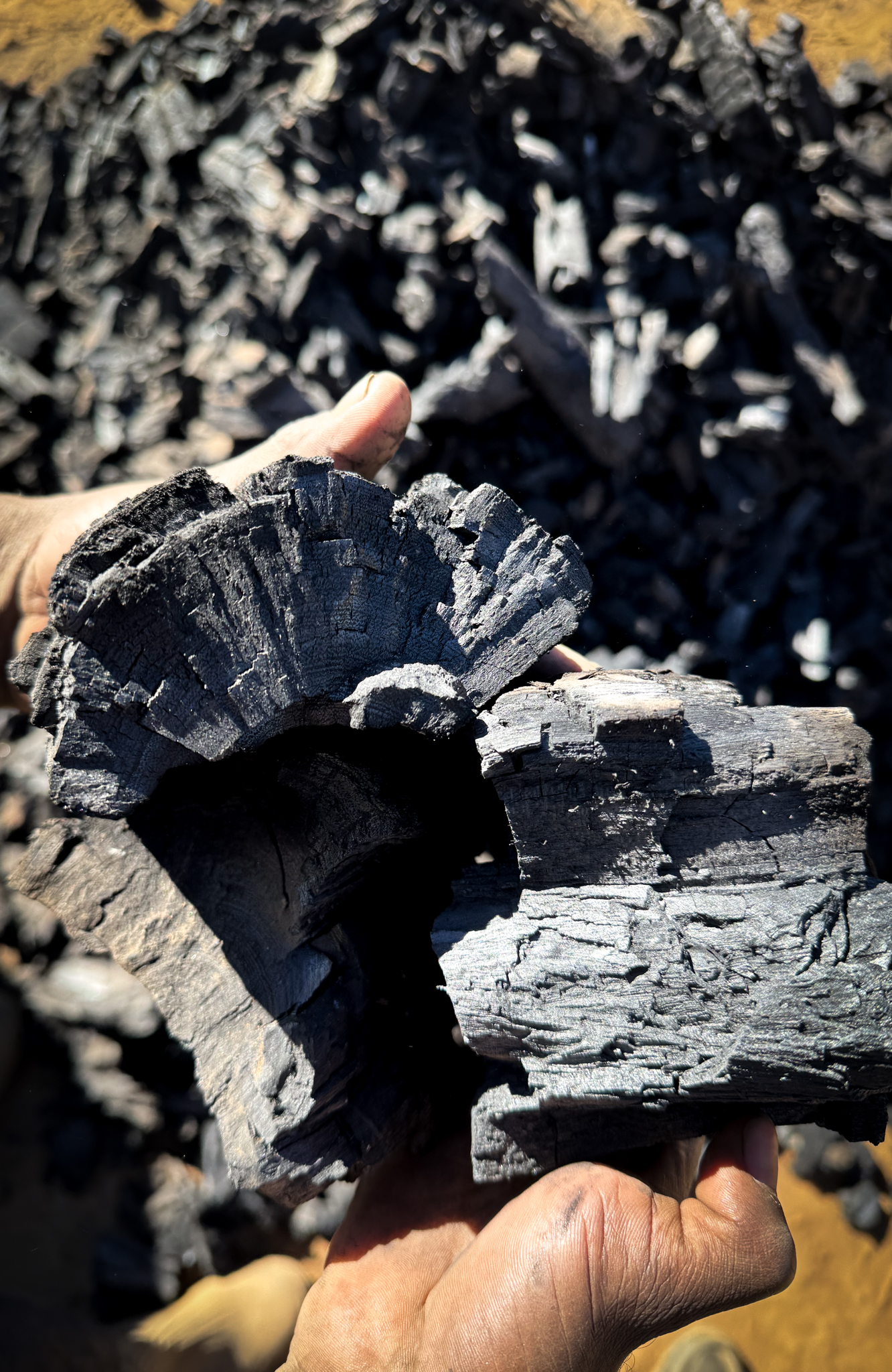 Hand hält frische Pflanzenkohle aus Namibia – sichtbar strukturierte Oberfläche für CO₂-Speicherung und Bodenverbesserung