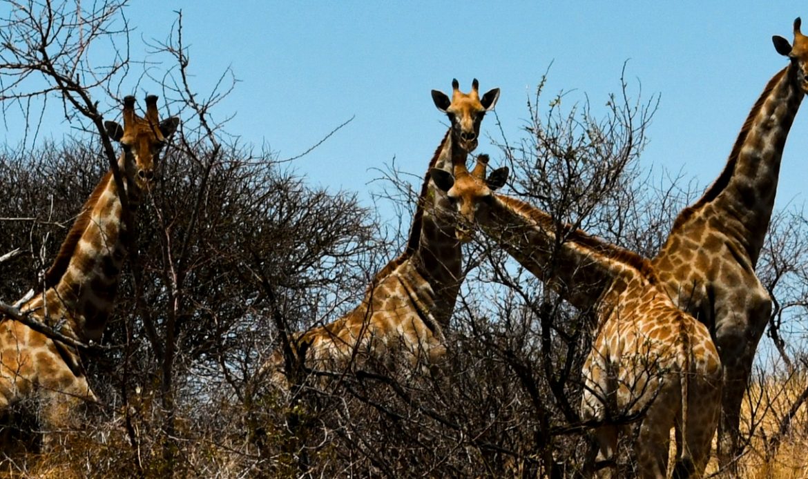 Giraffengruppe im namibischen Buschland zwischen Bäumen und Sträuchern bei klarem Himmel