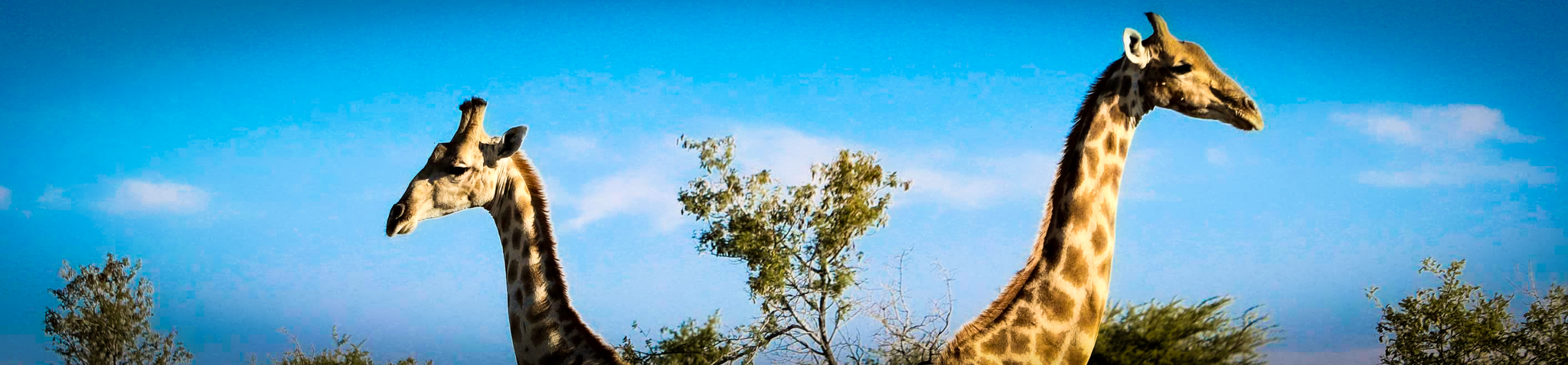Zwei Giraffen im namibischen Busch vor blauem Himmel – ein starkes Symbol für Wildtierschutz und Artenvielfalt in Afrika.