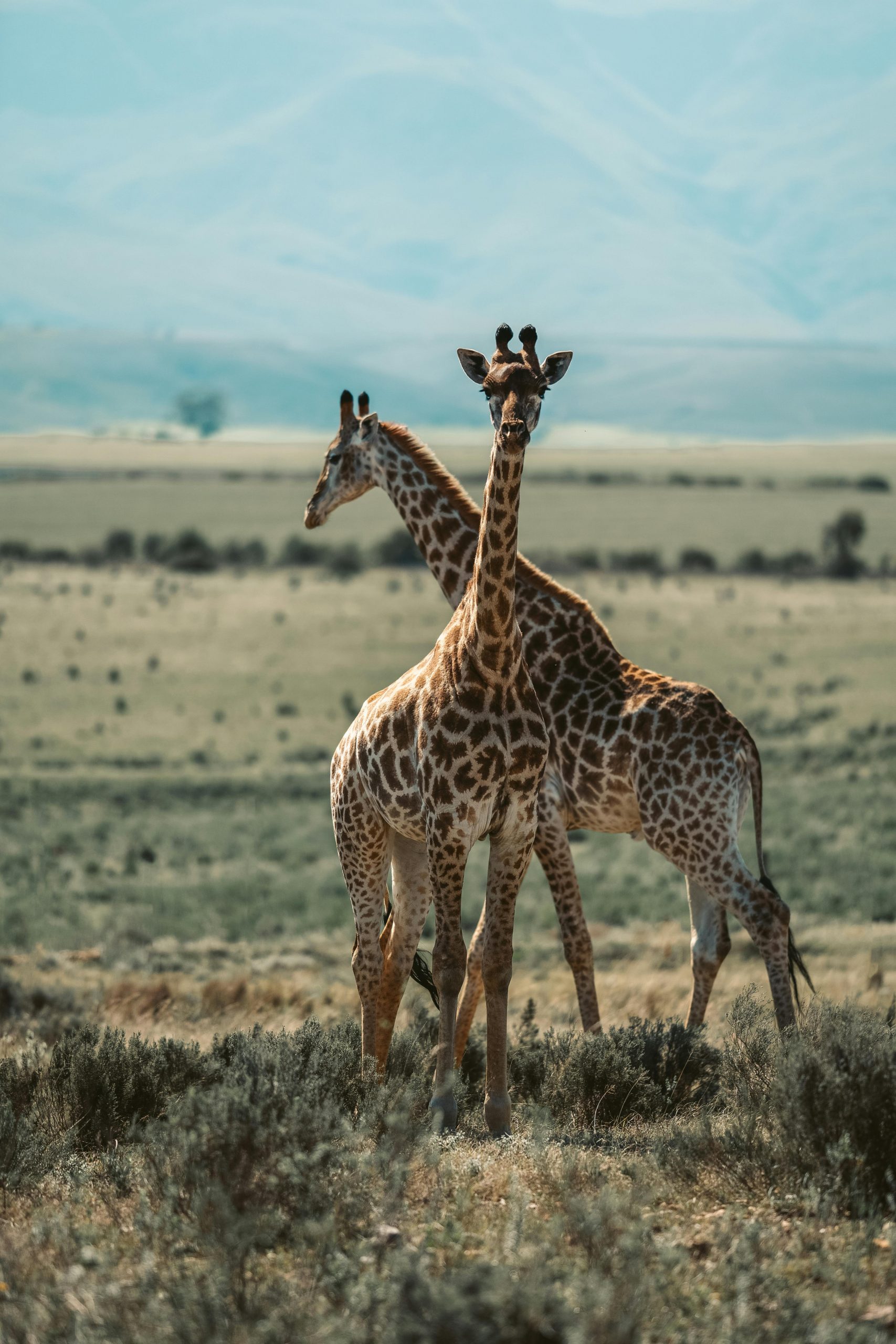Zwei Giraffen stehen nebeneinander in einer offenen Savannenlandschaft mit Bergen im Hintergrund.