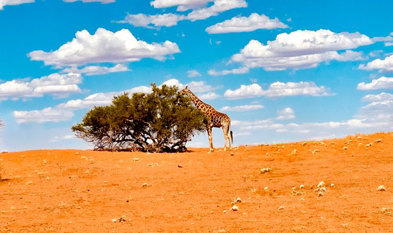 Giraffe frisst in der namibischen Wüste von einem Baum – Symbol für Anpassung und Bedrohung durch Verbuschung