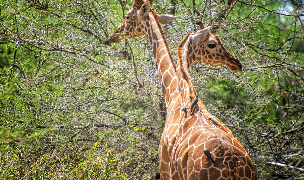 Zwei Netzgiraffen fressen an dornigen Akazienbäumen, während kleine Vögel auf ihrem Rücken sitzen. FOTO: © Terry Granger
