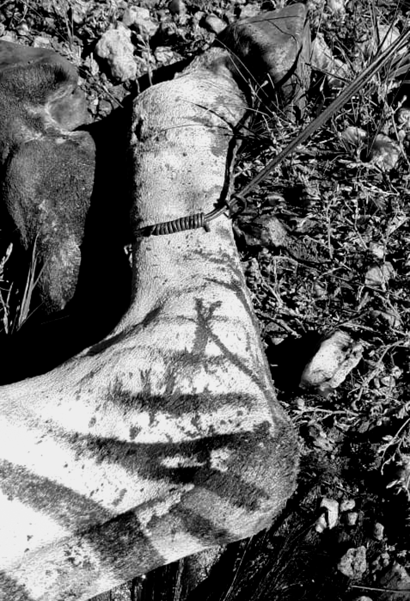 Zebra in Schlingfalle – Namibian Wildlife Foundation (NWF)