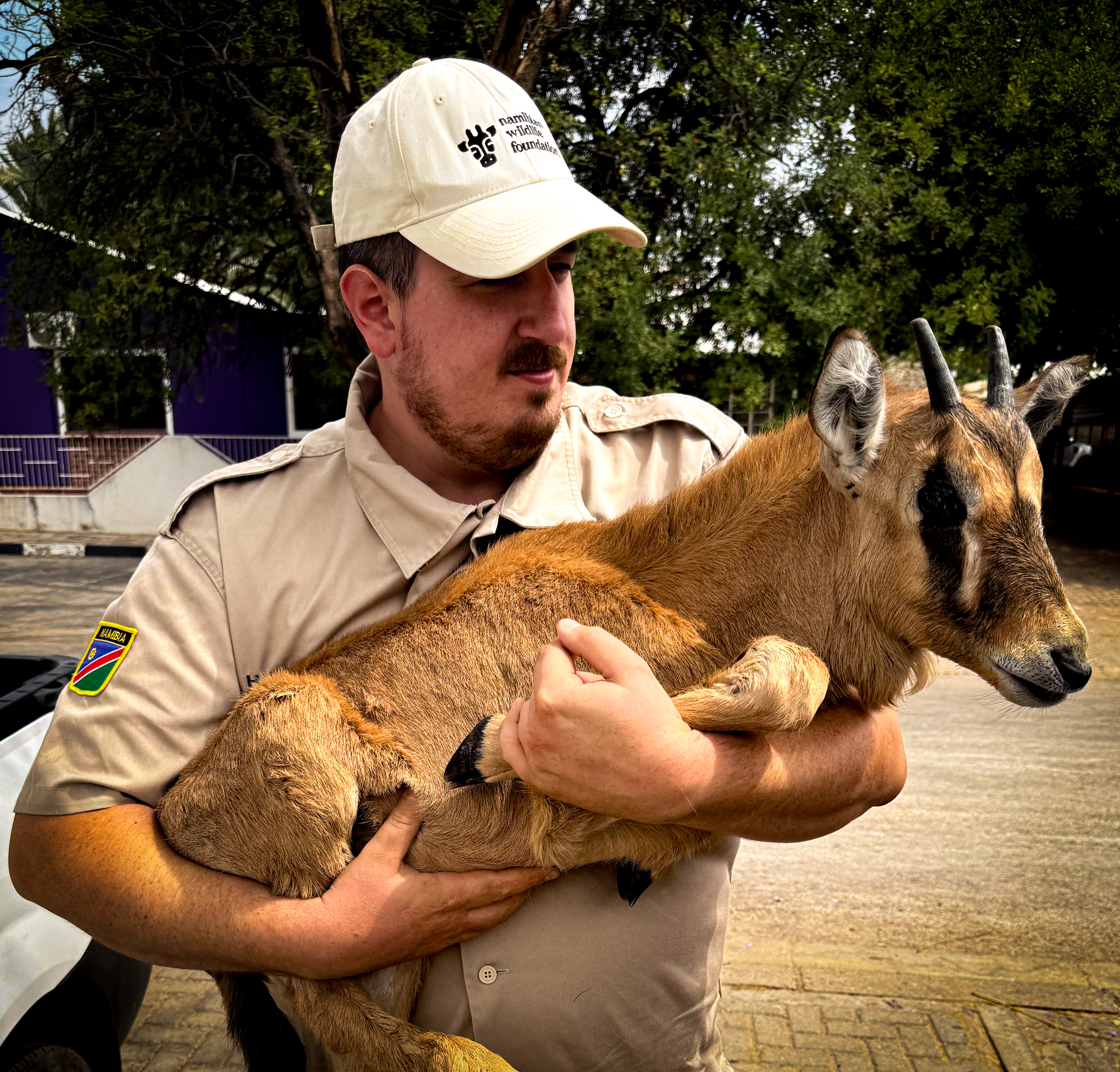 Ein junger weiblicher Oryx wird gerettet, nachdem seine Mutter Wilderern zum Opfer fiel.
