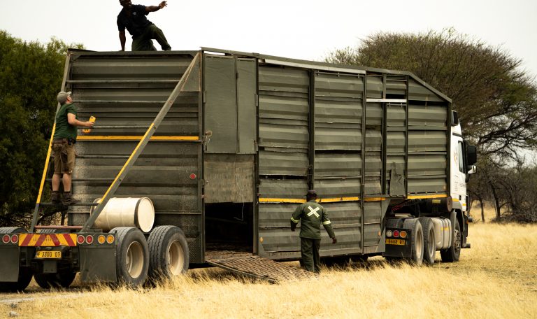 Team bereitet Transportcontainer zur Umsiedlung von Giraffen auf eine Partnerfarm in Namibia vor – ein wichtiger Schritt für den Giraffenschutz.