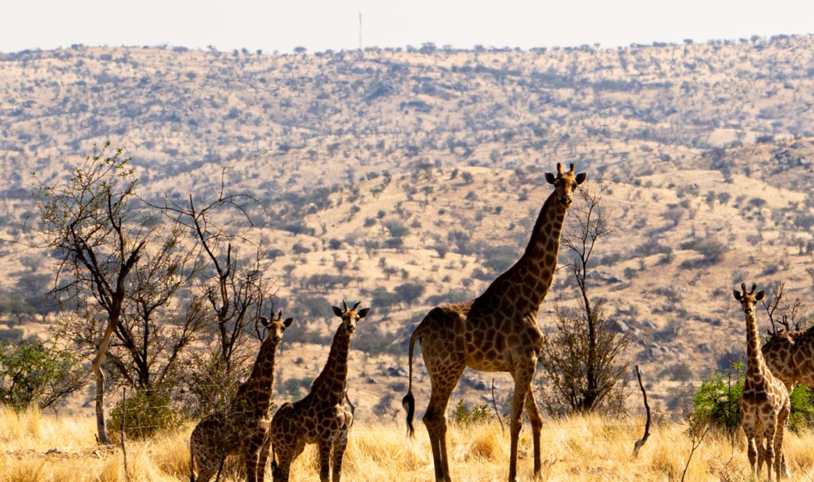 Giraffenherde in der namibischen Savanne – Namibian Wildlife Foundation (NWF)