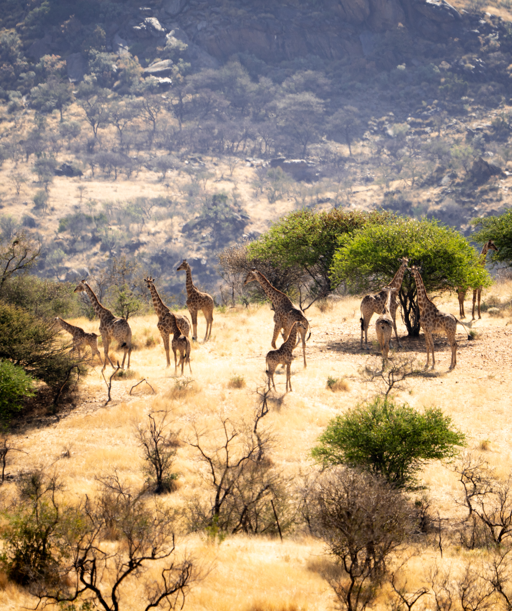 Eine Giraffenherde bewegt sich durch die Savanne im Khomashochland auf einem Schutzgebiet der NWF.