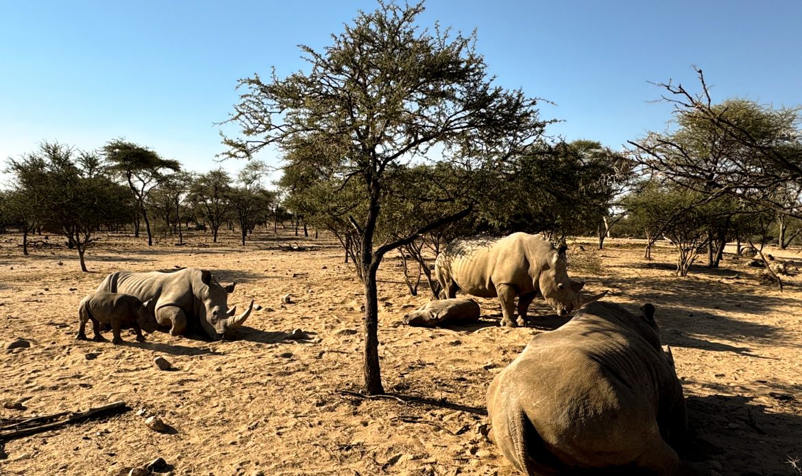 Nashörner mit Jungtier in der namibischen Savanne – Namibian Wildlife Foundation (NWF)