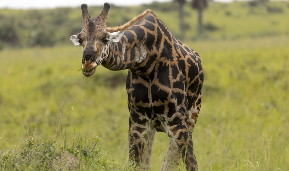 Nubische Giraffe frisst Gras in der Savanne Afrikas – NWF Bildmaterial von Wildlife-Fotograf Eric Kamoga.
