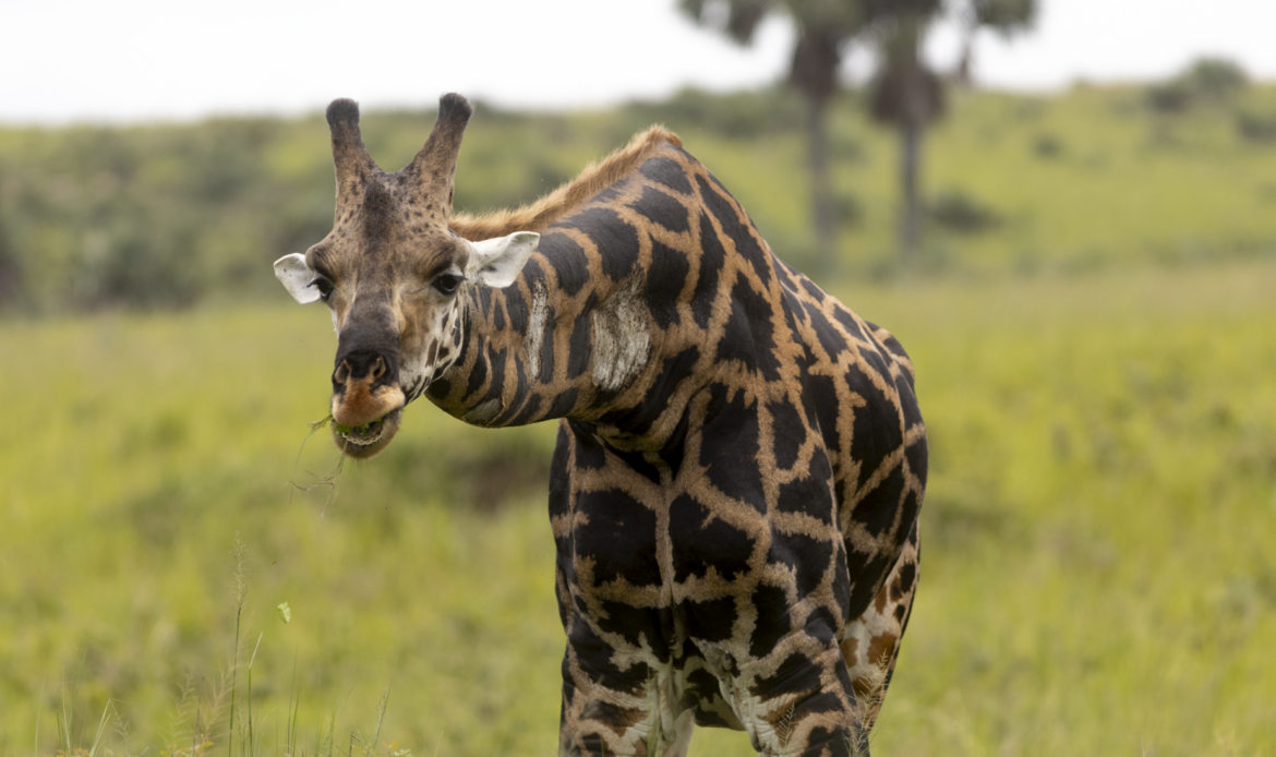 Nubische Giraffe frisst Gras in der Savanne Afrikas – NWF Bildmaterial von Wildlife-Fotograf Eric Kamoga.