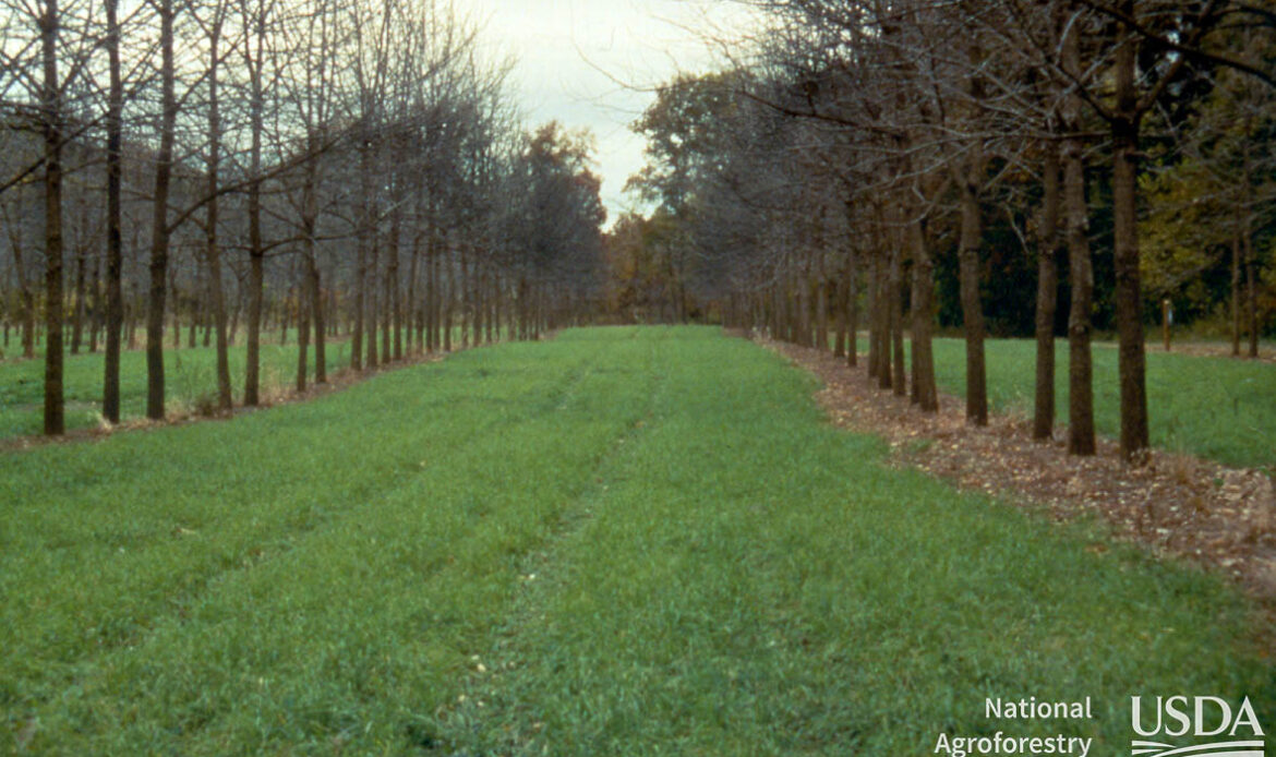 Baumreihen entlang eines Feldes mit Grasbewuchs als Windschutzstreifen in einem Agroforstsystem