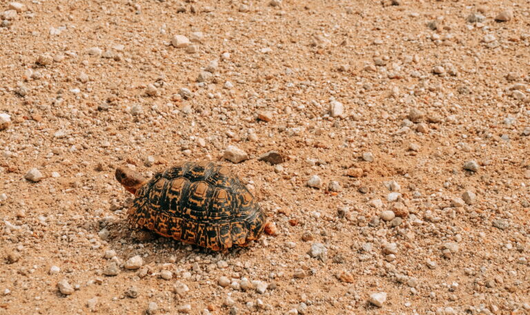 Schildkröte auf trockenem, steinigem Boden in Namibia als Symbol für Trockenheit und fragile Lebensräume