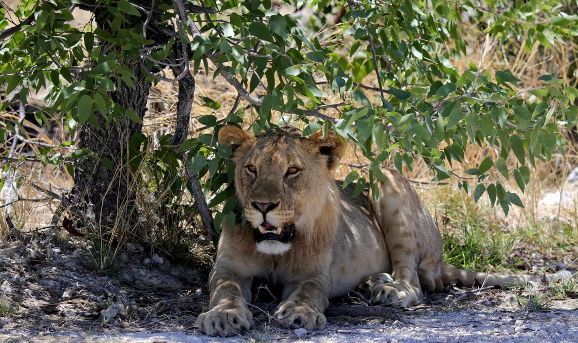 Weiblicher Löwe liegt im Schatten unter einem Busch in Namibia