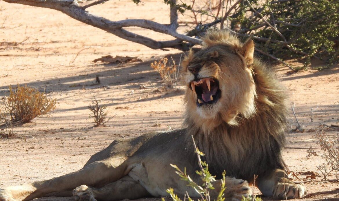 Männlicher Afrikanischer Löwe liegt im Sand und gähnt mit geöffnetem Maul