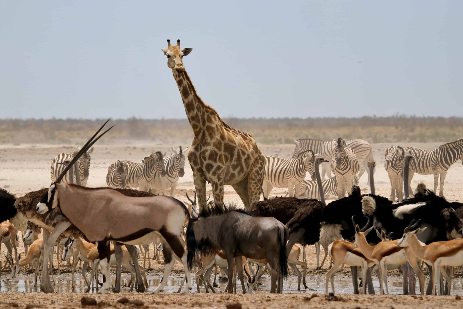 Giraffe, Zebras, Strauße, Oryx, Gnus und Springböcke an einer Wasserstelle in Namibia