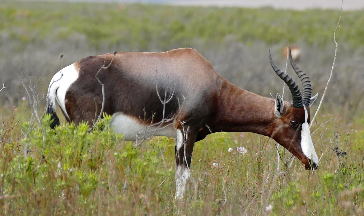 Bontebok frisst in niedriger Vegetation im Bontebok National Park in Südafrika