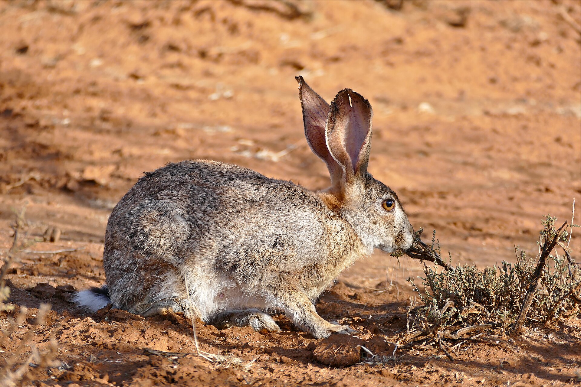 Buschhase sitzt in trockener Landschaft im Mokala National Park in Südafrika