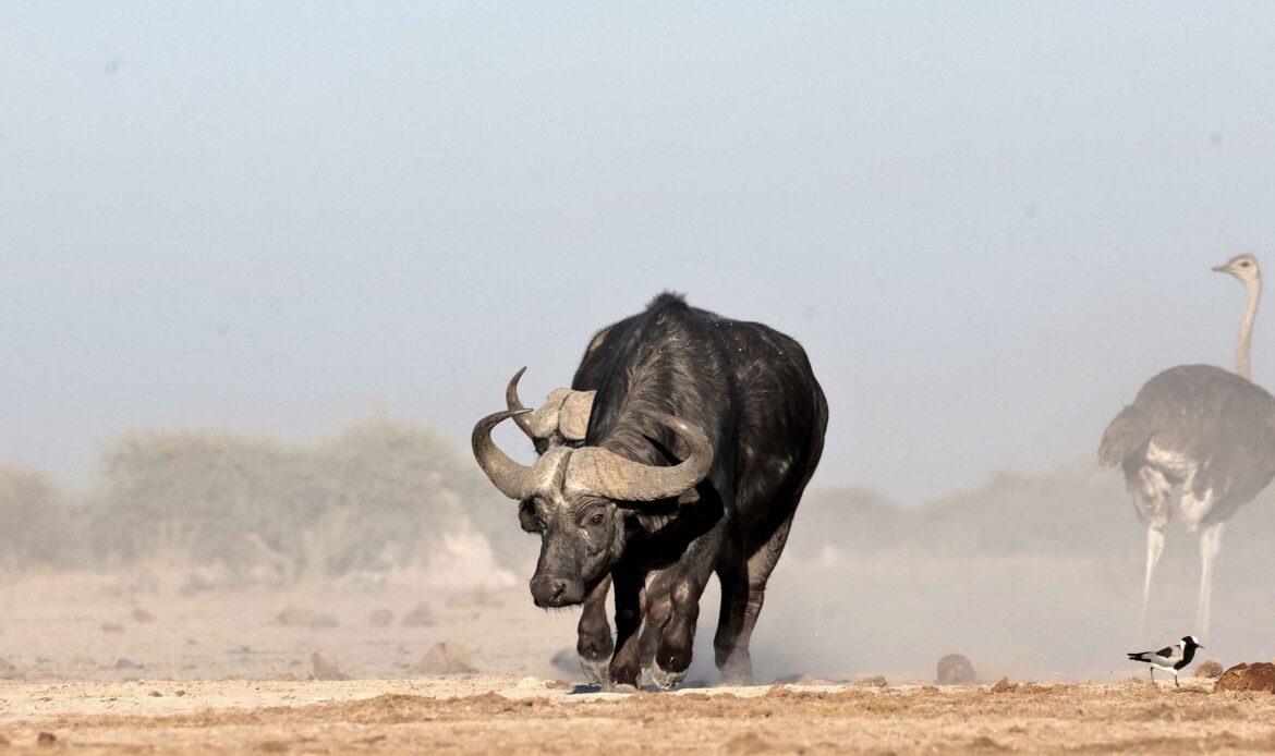 Afrikanischer Büffel läuft durch staubige Savannenlandschaft
