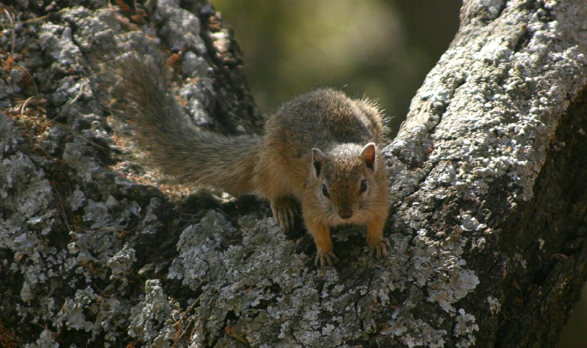 Gelbfußhörnchen sitzt auf einem Baumstamm in Magaliesberg, Südafrika