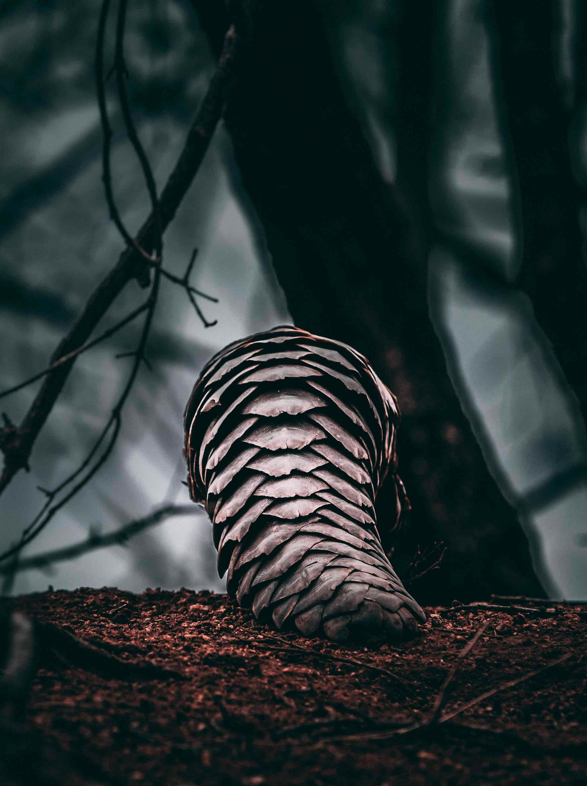 Pangolin Schuppentier in der Natur mit geschlossener Schuppenstruktur