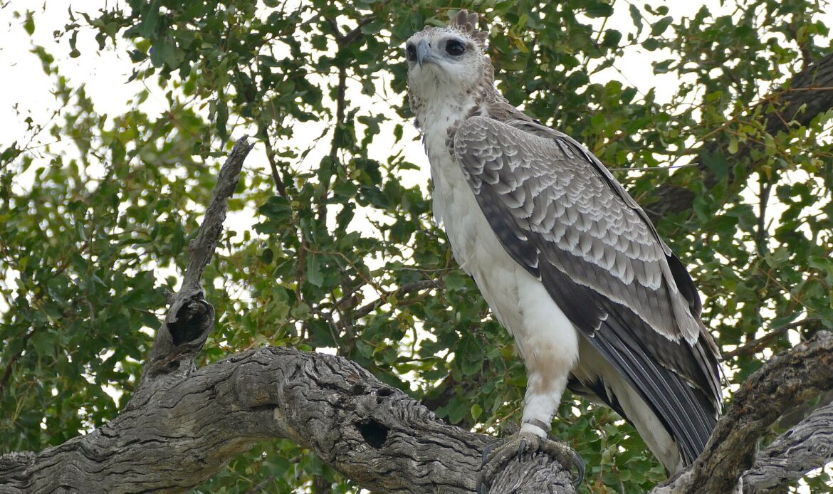 Junger Kampfadler sitzt auf einem Ast im Kruger National Park in Südafrika