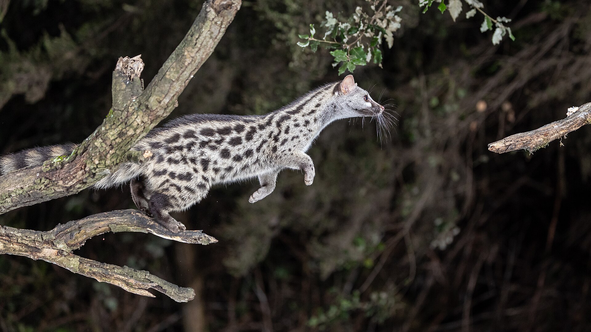 Kleinfleck Ginsterkatze springt nachts über einen Ast in Katalonien