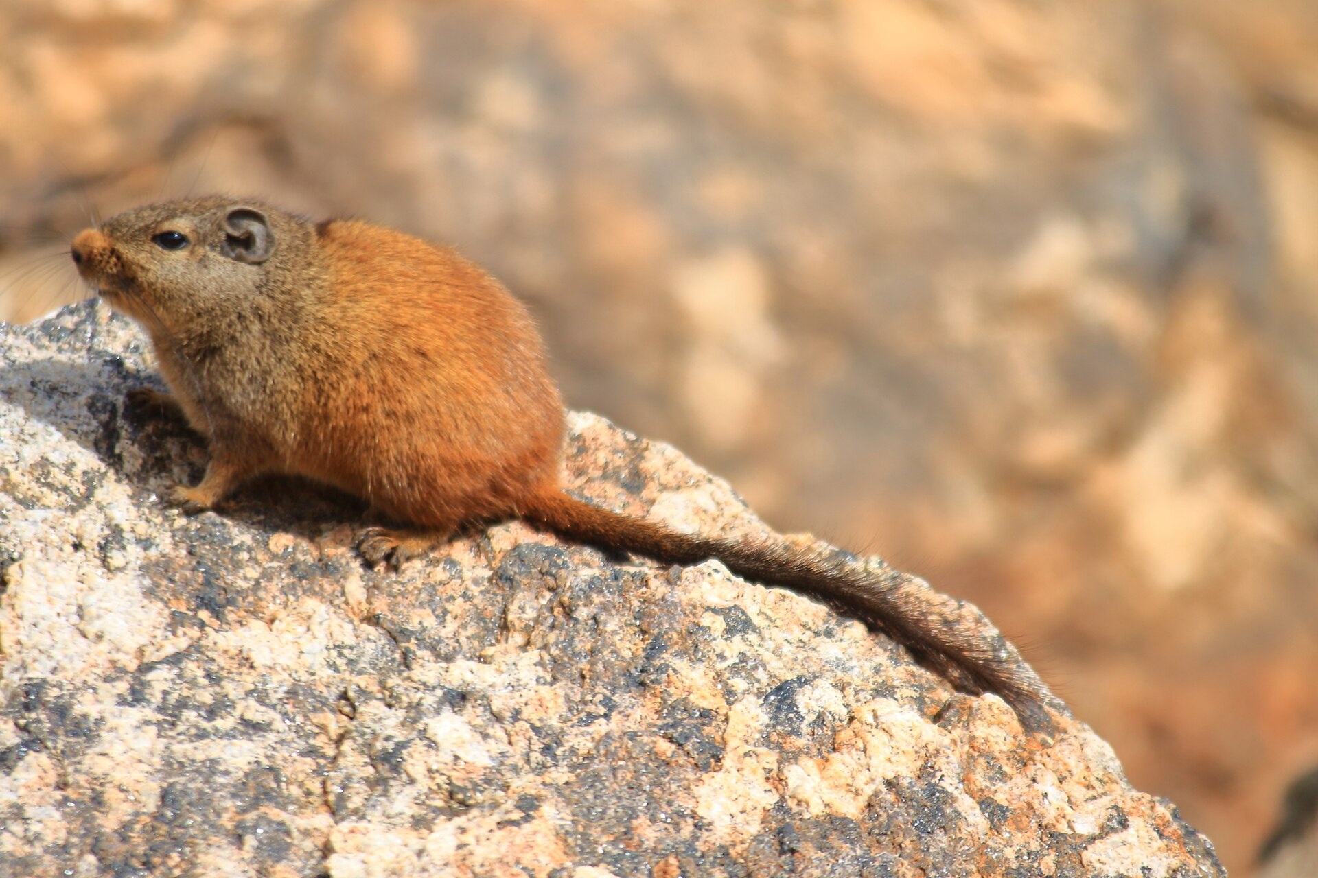 Klippenratte sitzt auf einem Felsen in Südafrika