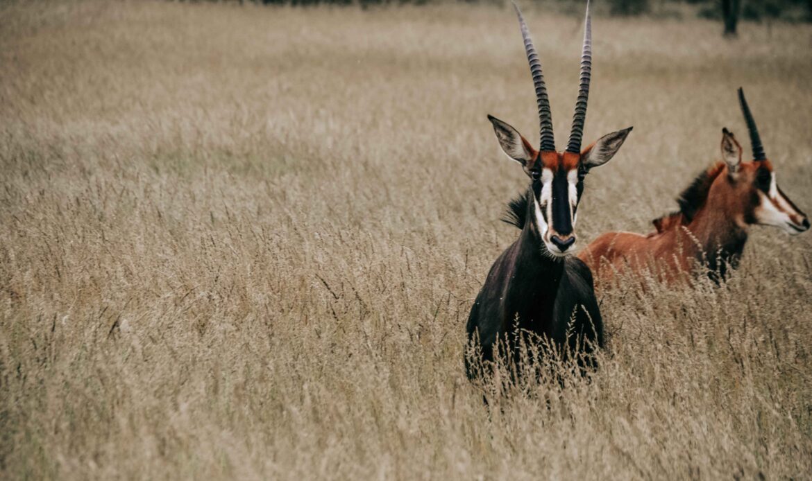 Zwei Rappenantilopen stehen im hohen trockenen Gras in Namibia