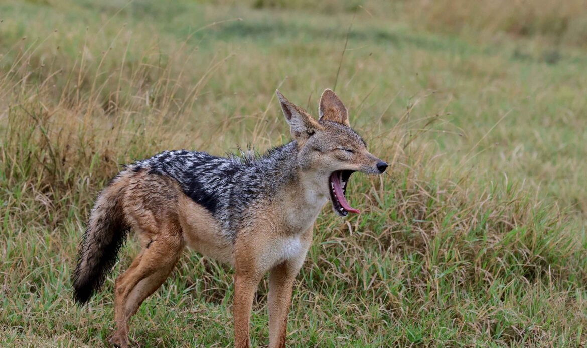 Schabrackenschakal steht aufmerksam im Grasland