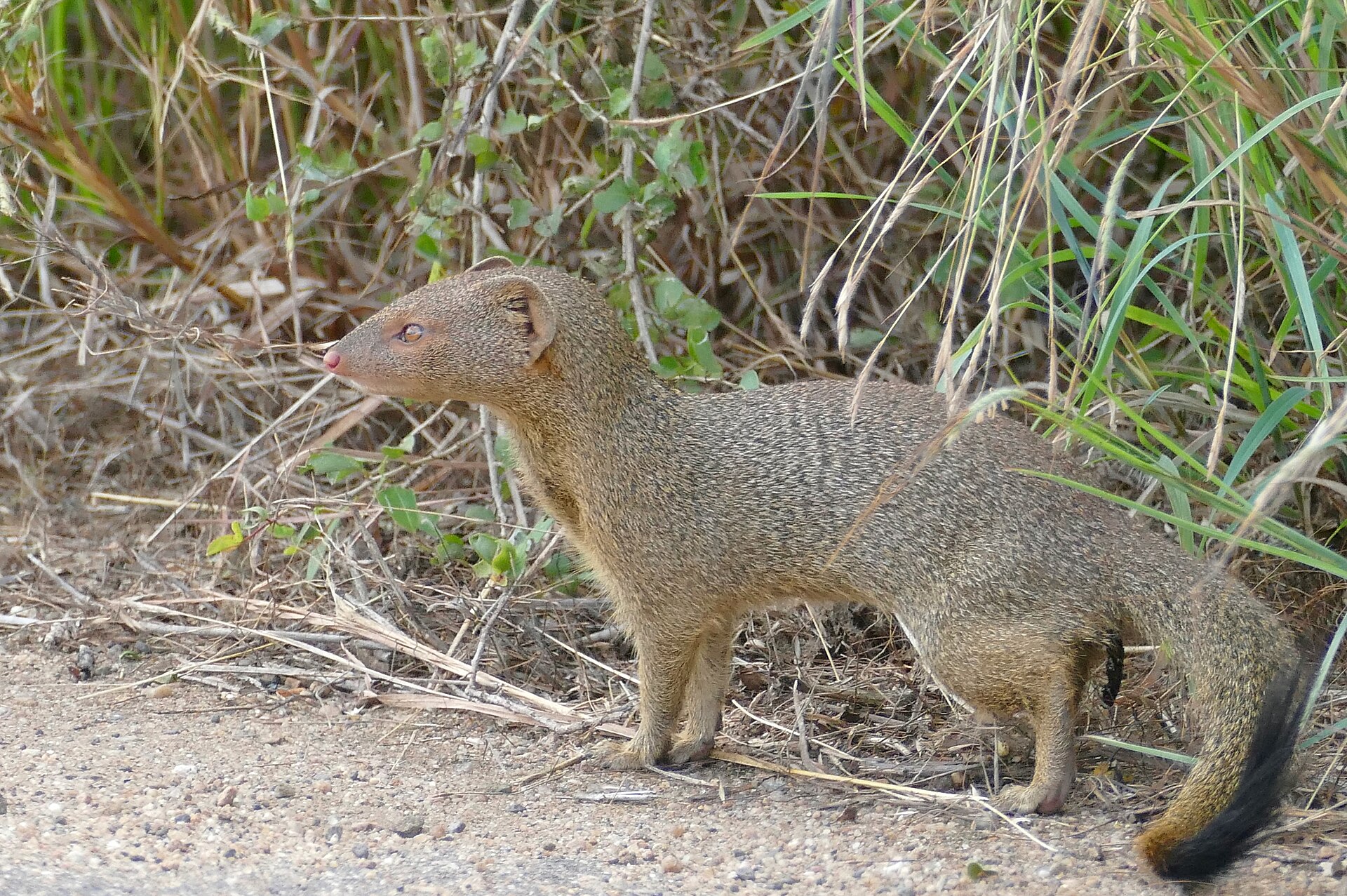Schwarzschwanzmanguste steht in trockener Vegetation im Kruger National Park in Südafrika