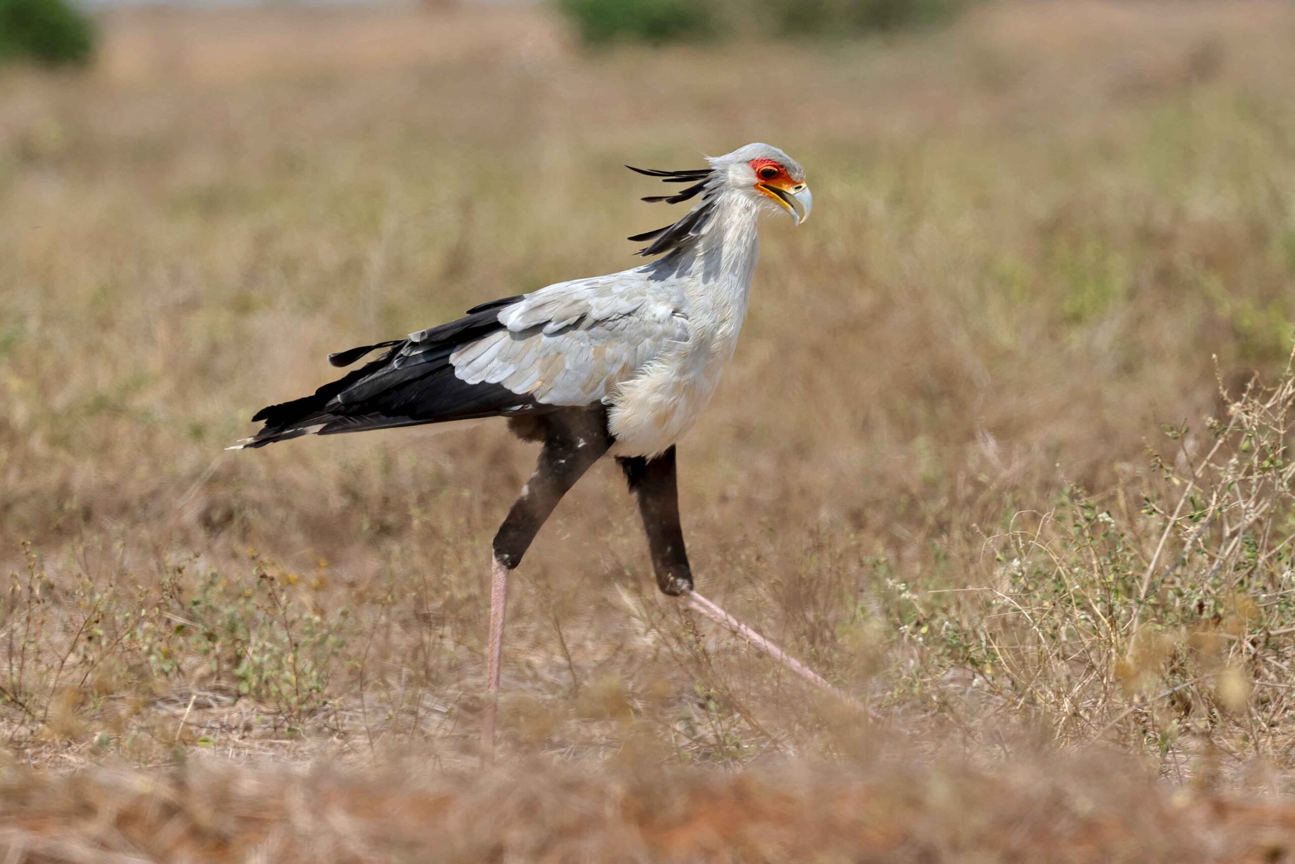 Sekretär läuft durch trockene Savannenlandschaft