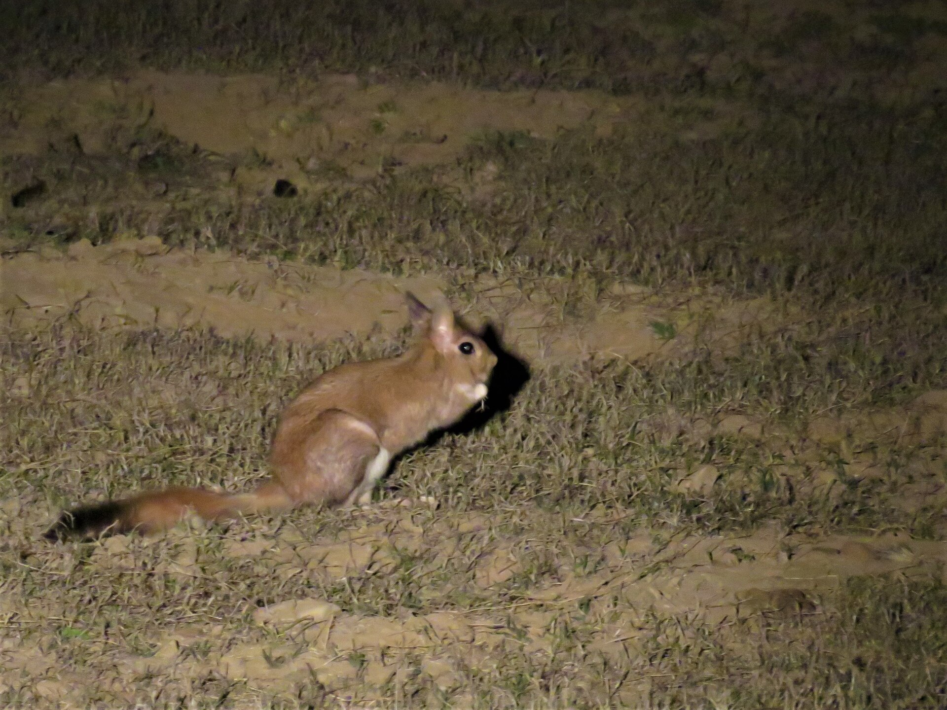 Südafrikanischer Springhase sitzt nachts im Grasland in Südafrika