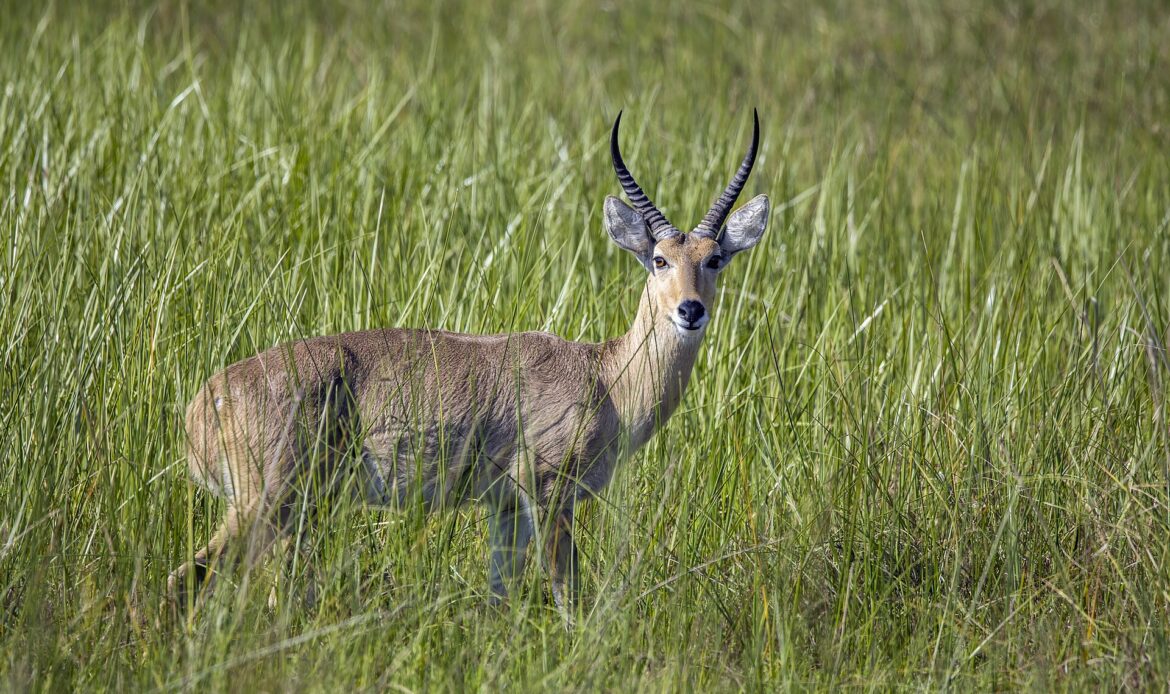 Männlicher Südlicher Riedbock steht im hohen grünen Gras