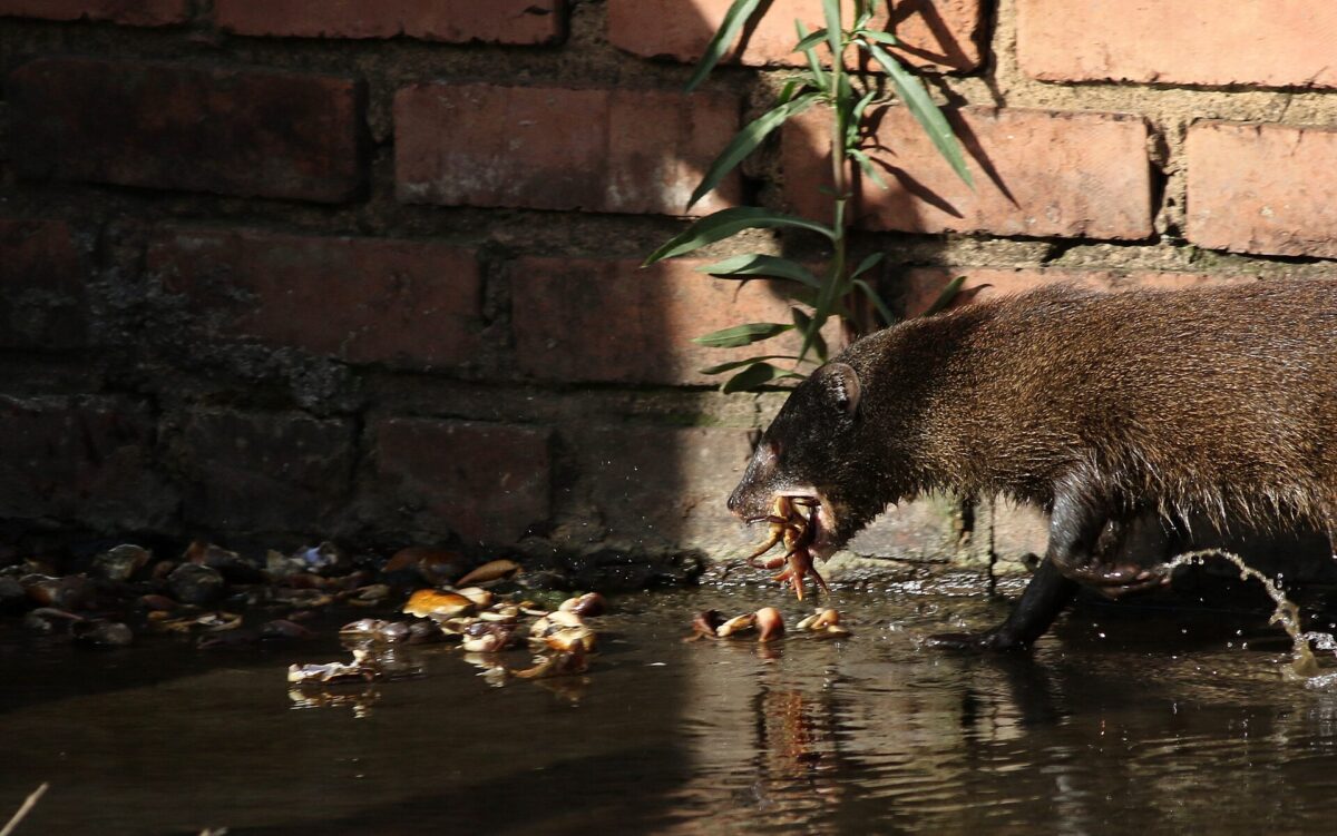 Sumpfmanguste läuft durch flaches Wasser im Rietvlei Nature Reserve in Südafrika